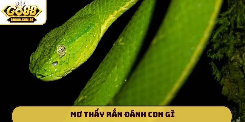 mơ thấy rắn đánh con gì