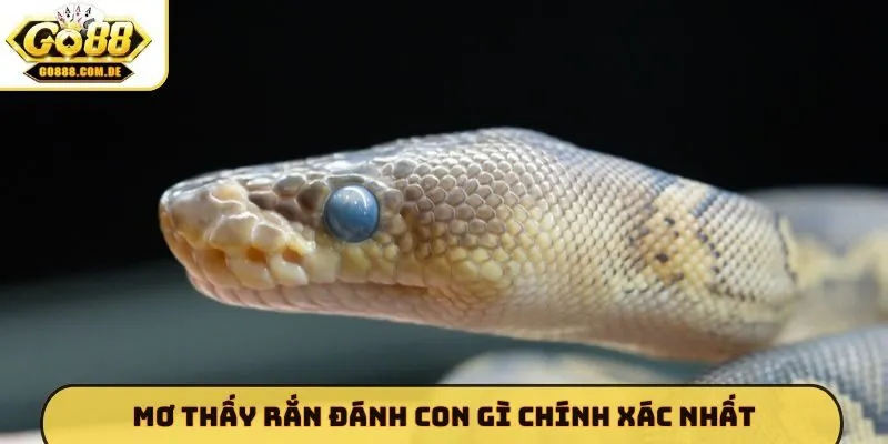 Mơ Thấy Rắn Đánh Con Gì - GO88 Giải Mã Bí Ẩn Tâm Linh Chuẩn Mơ thấy rắn đánh con gì chính xác nhất